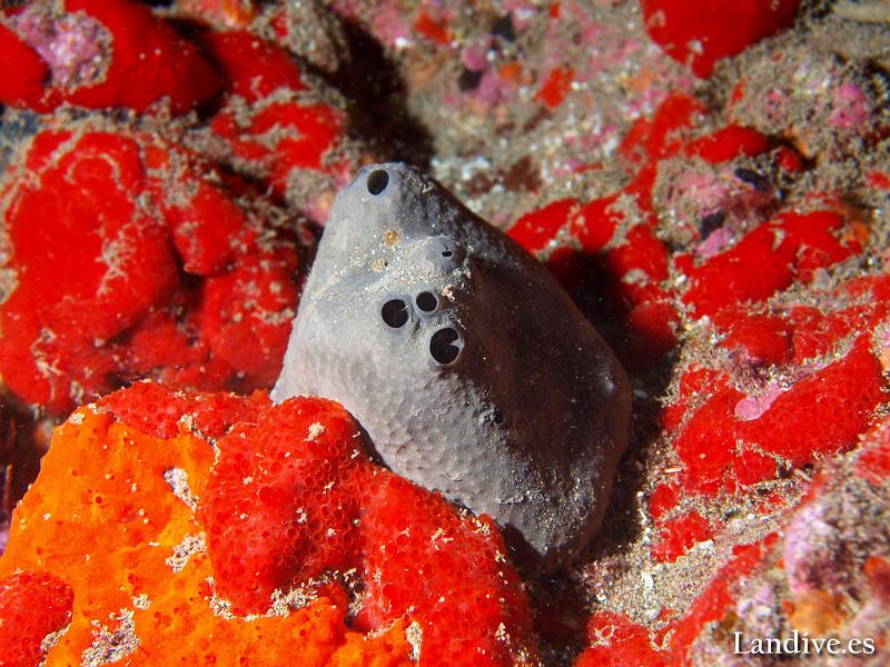 Esponja ( Ircinia spp ).jpg - OLYMPUS DIGITAL CAMERA